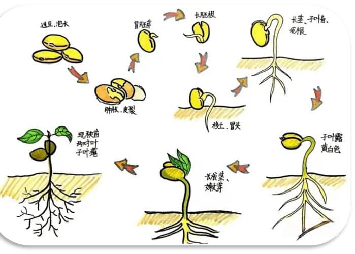 黄豆芽是如何生长过程？揭秘黄豆芽的神奇生长之旅：从饱满豆粒到爽脆芽苗!
