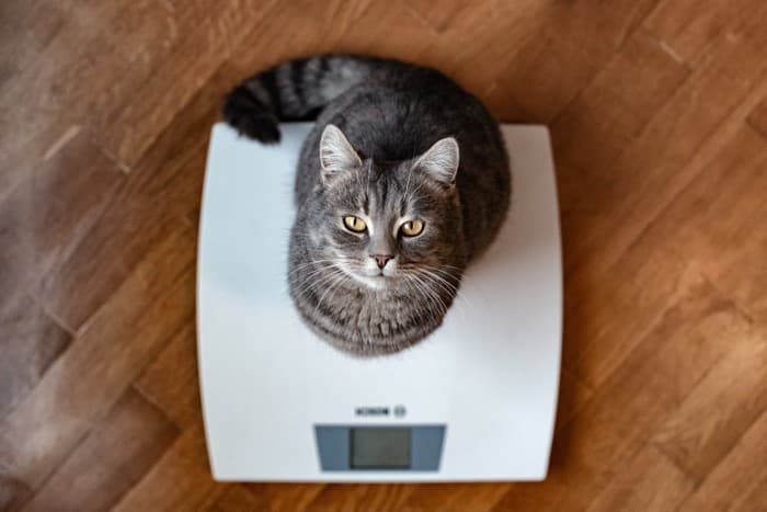猫咪健康管理必备：6个关键健康指标的监测方法
