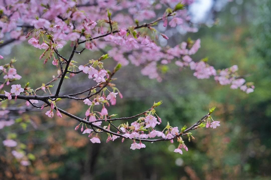 春天去哪玩？湖南7处春日赏花地等你来打卡