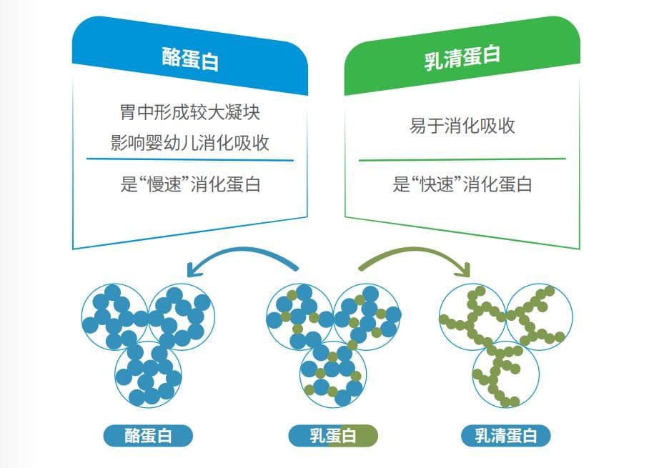 这些因素影响乳蛋白的消化吸收