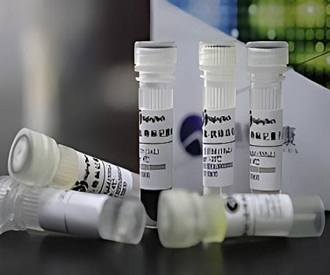 乙醇脱氢酶：酒精代谢的关键角色
