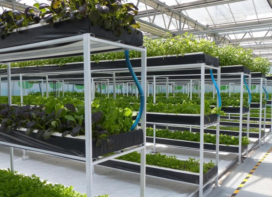 水培蔬菜与正常种植相比有哪些优势？