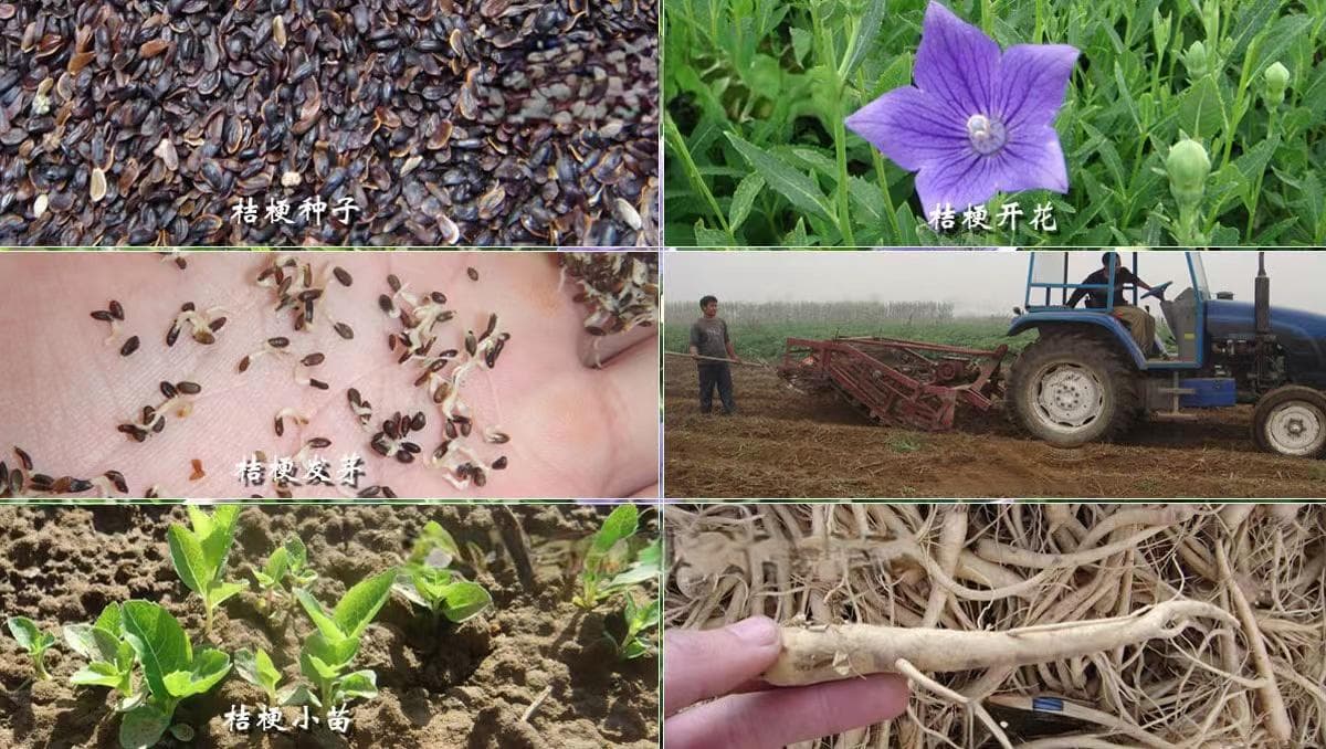 桔梗种植技术：从播种到收获的全流程指南