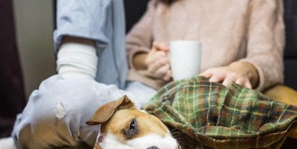 如何识别宠物狗狗是否生病？（判断方法、注意事项、预防措施）