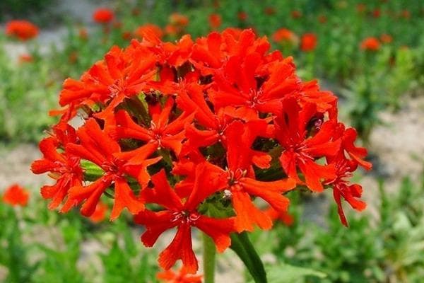 四种花期长的木本花卉，从春天开到冬天