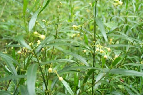 麦芽煮多久？麦芽的功效与应用