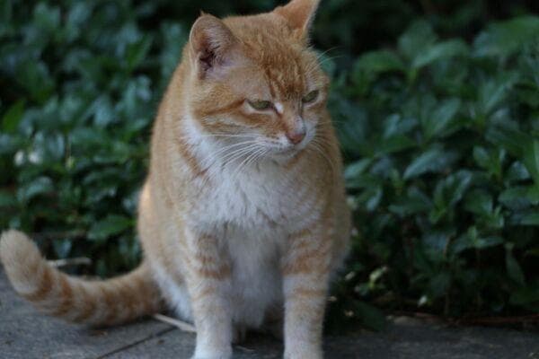 为什么那么多人爱猫？其实饲养猫咪之后，你会发现竟然有这些好处