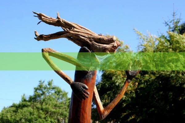 秦艽：兼具清热解毒、祛风止痛与利水消肿的中药