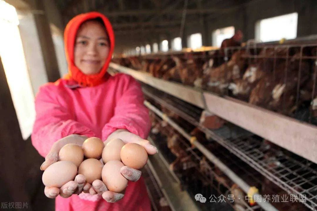 家鸡吃什么容易生蛋？全价饲料