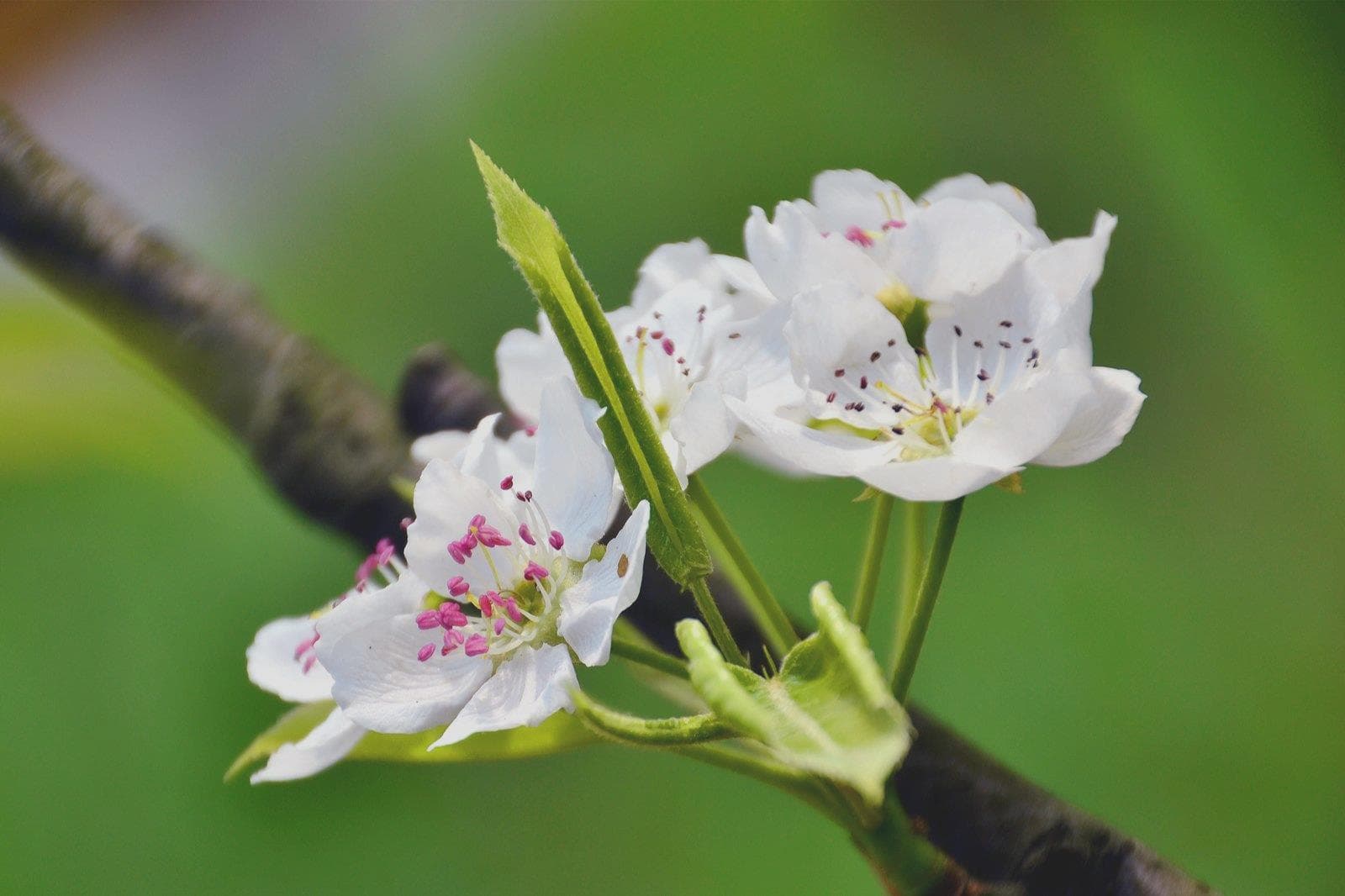 八字桃花运对照表