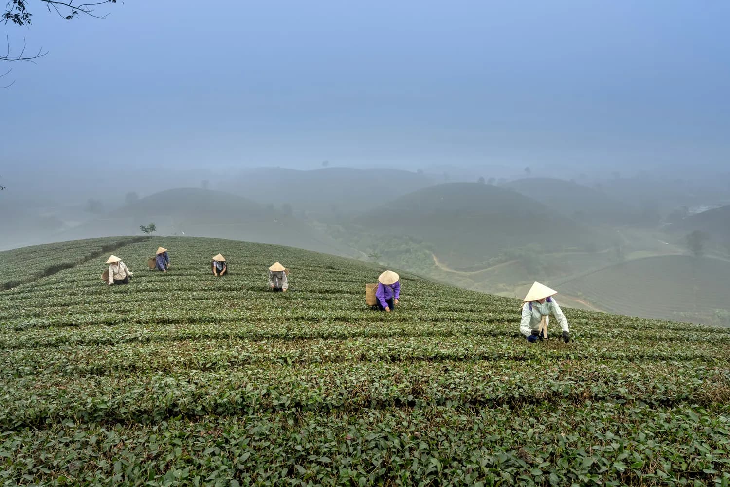 云南马关：红果参种植面积全国第一，亩产值近3.6万元
