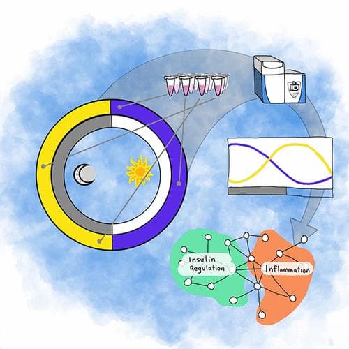 科学家揭示夜班工作增加糖尿病和肥胖风险的分子机制