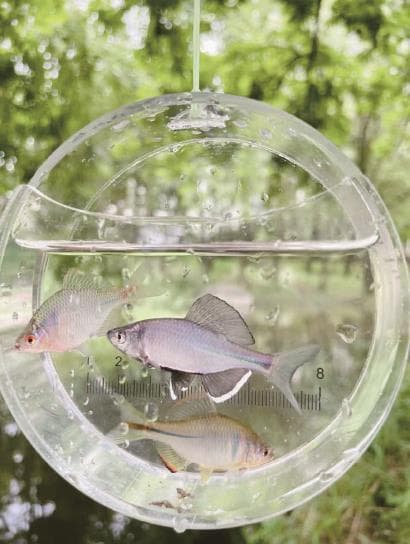 短杆短线钓小鱼：“小物钓”成年轻人户外新选择