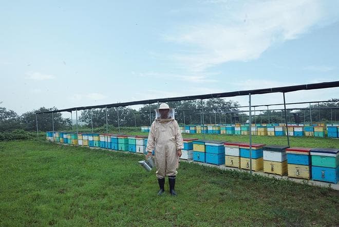 秋季养蜂攻略：确保蜂群安全越冬的五大技巧