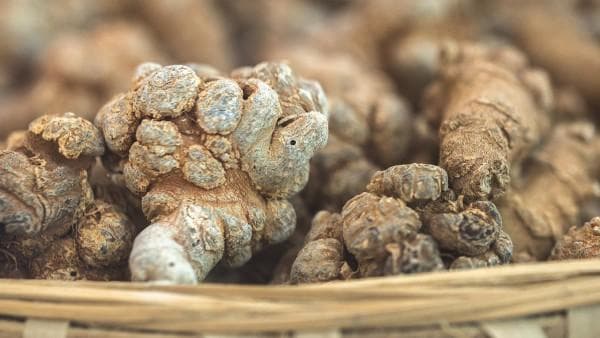 三七的功效与作用：从传统应用到现代医学研究