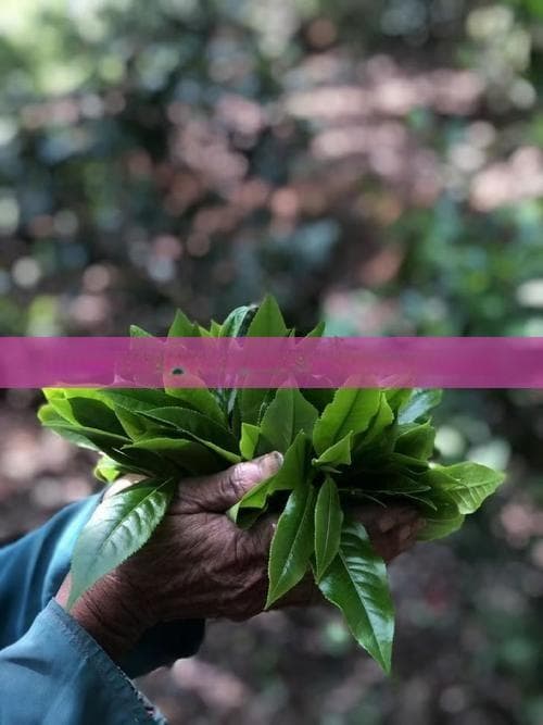 如何判断茶叶是否过期？保存茶叶的方法与注意事项