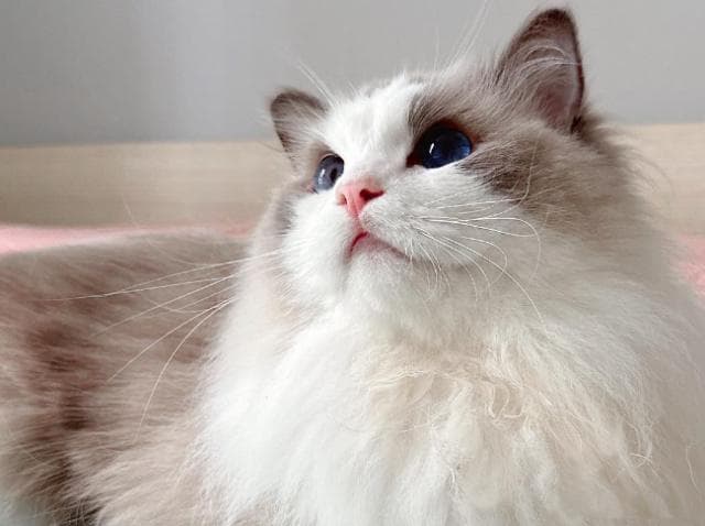 养猫小技巧，布偶猫的优缺点及饲养建议