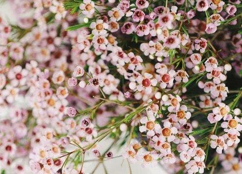 澳洲腊梅鲜切花怎么养护（水养澳洲腊梅可以养多久）