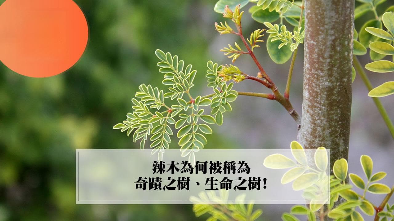 辣木是什麼？有哪些功效？為何被稱為奇蹟之樹、生命之樹!