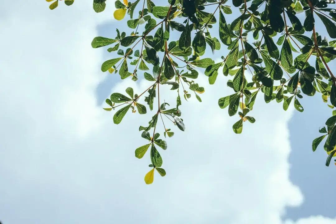 翡翠品种大公开：六种翡翠种类，等级分类，你都了解吗？