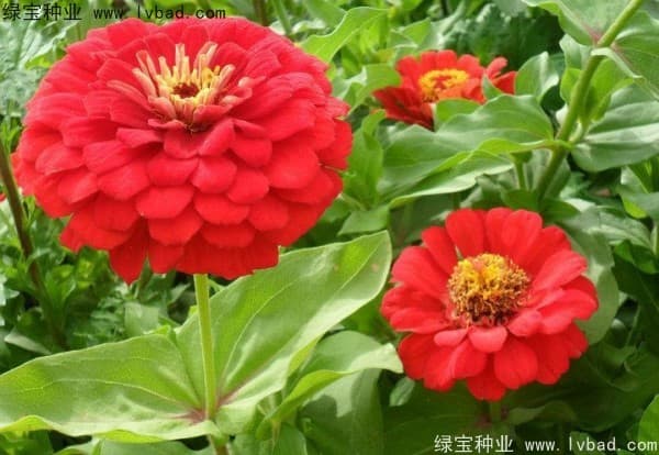 秋季开花旺盛的品种，五彩缤纷，百花争艳的花卉