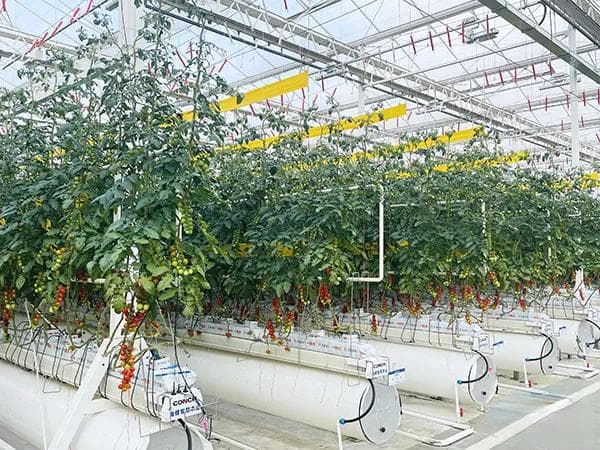 二氧化碳“种”番茄 海螺水泥降碳项目入选省级数字农业工厂