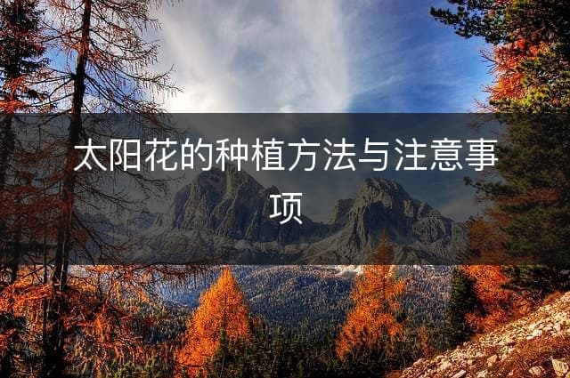 太阳花的种植方法与注意事项