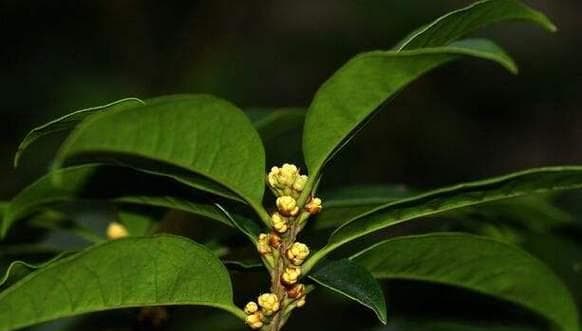 如何成功种植优质的桂花树（桂花养殖方法和注意事项详解，了解关键的条件与技巧）