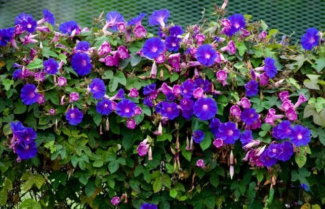 蓝妖：宿根大牵牛花怎么种？抓住这6个核心，2个月开满一面墙