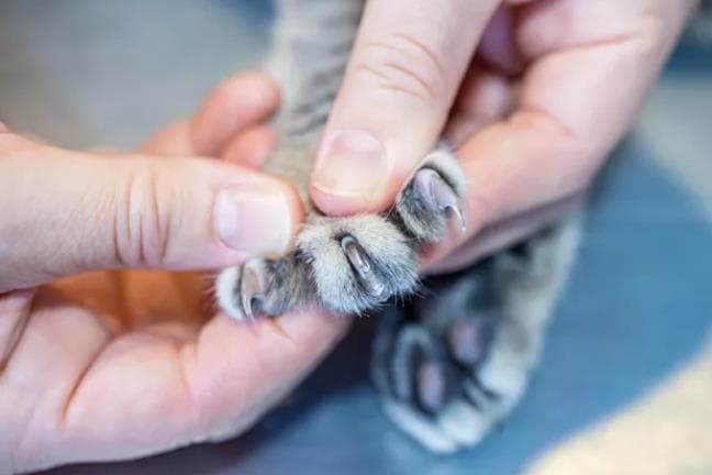猫抓板有必要买吗？