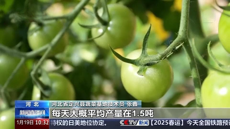 春节临近瓜果蔬菜水产品需求旺现代化技术保供应
