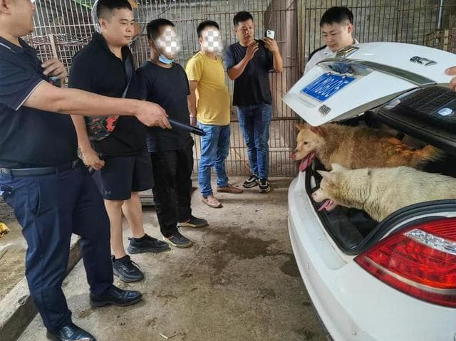 偷狗价值千元以上可追刑责，抓到后这样做最稳妥