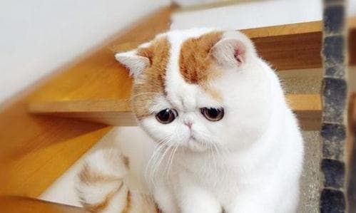 猫行为异常？排查故障，对症下药！