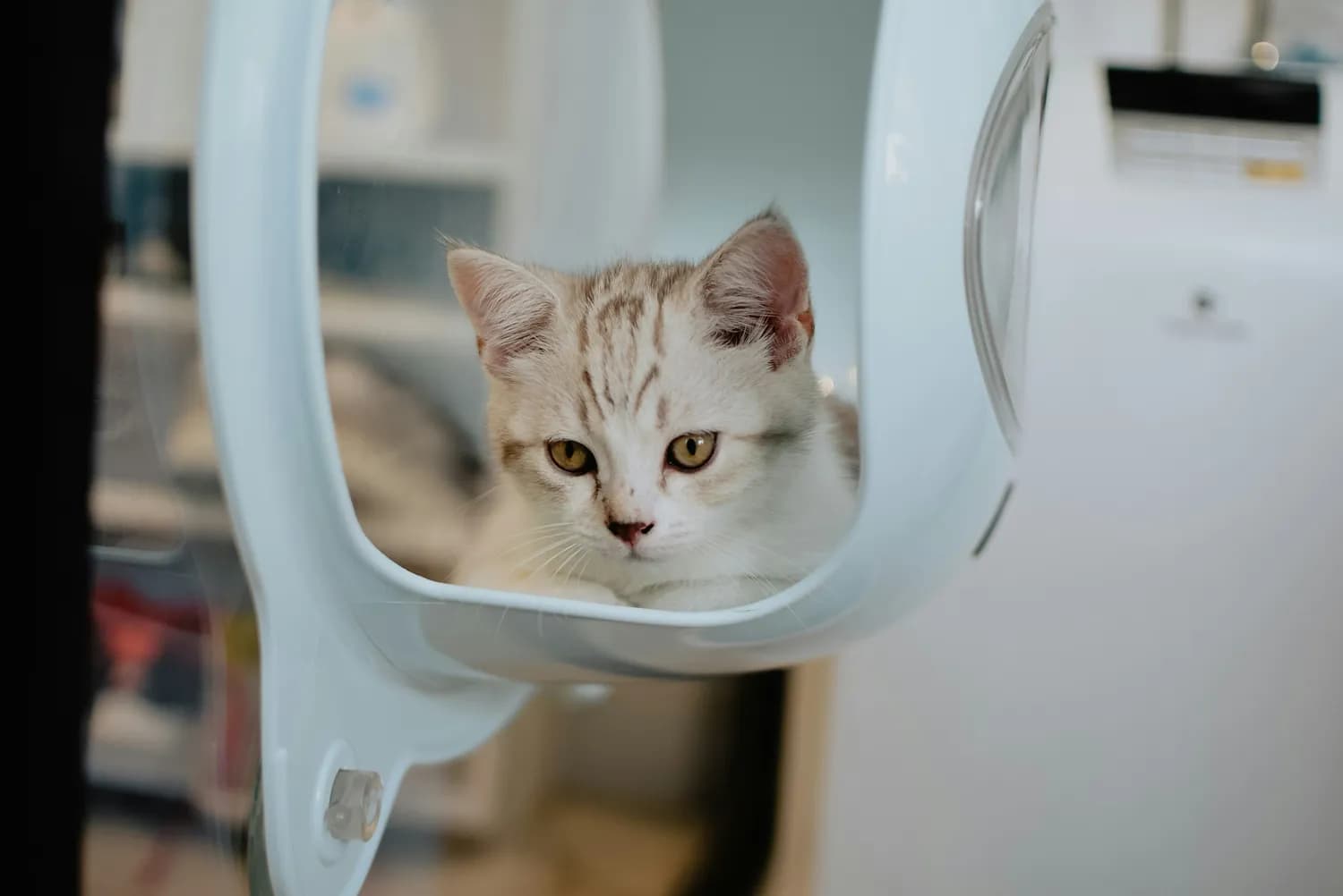 猫咪清洁用品大揭秘：如何科学护理？