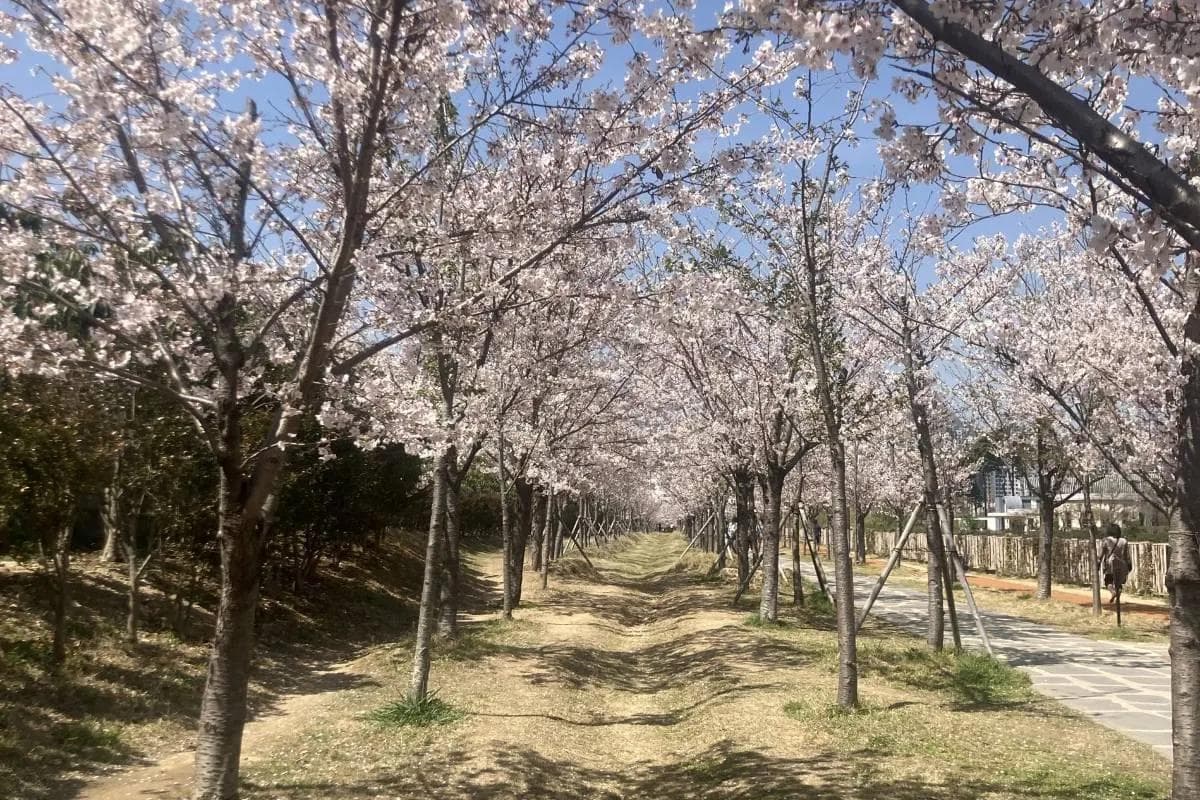 2025年釜山樱花攻略：花期预测、必访景点及行程规划全指南