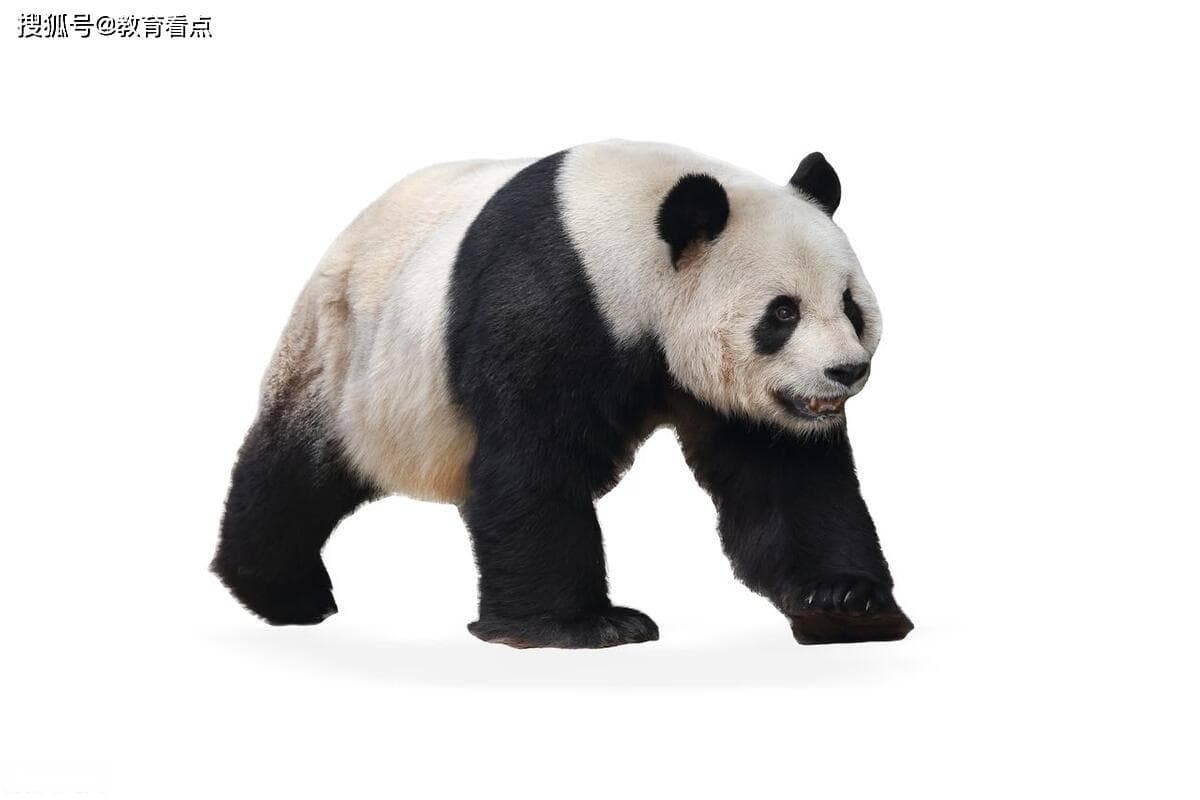 揭秘熊猫简笔画绘制技巧：轻松画出萌态可掬的国宝