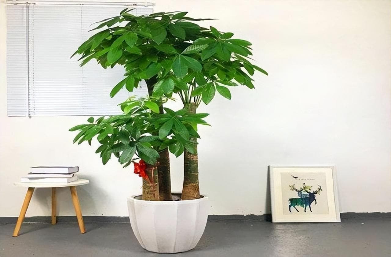 适合放在客厅的绿植有哪些