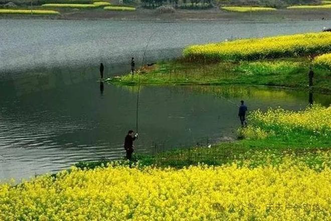 春季野钓鲤鱼，选对时机找对地形，鲤鱼再大也能钓到