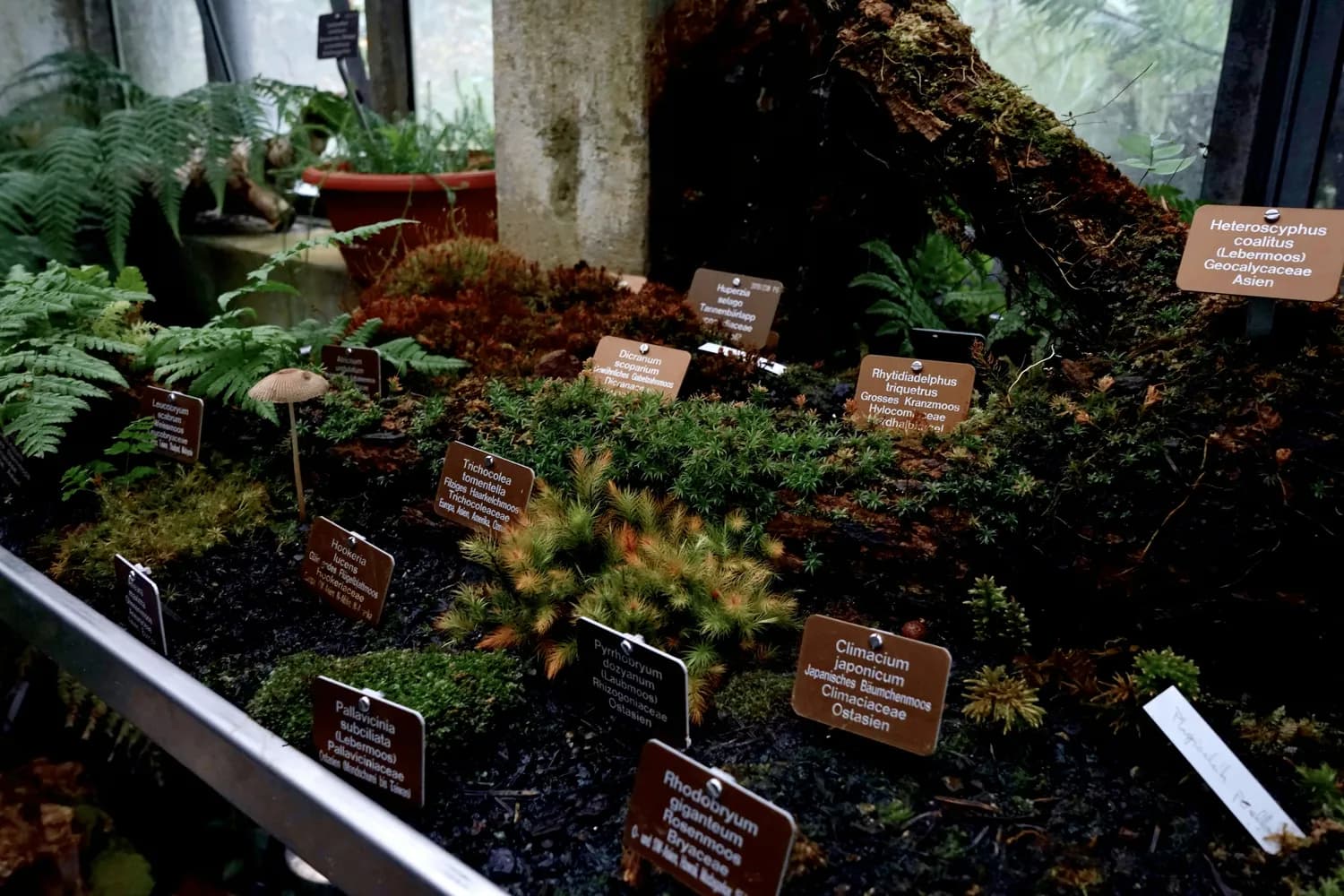 国家植物园珍稀植物保护展：一场与自然的对话