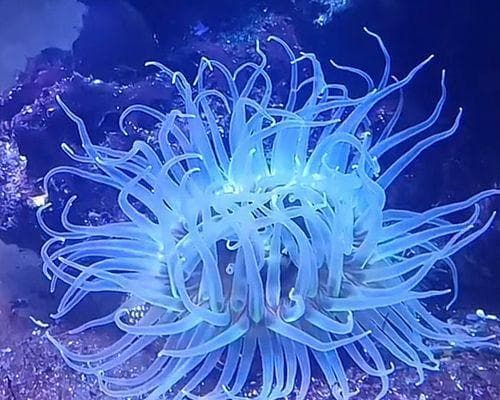 养海鱼必备的海葵饲养指南（探究海葵的种类和养殖要点）
