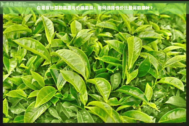 白毫银针茶的品质与价格差异：如何选择性价比更高的茶叶？