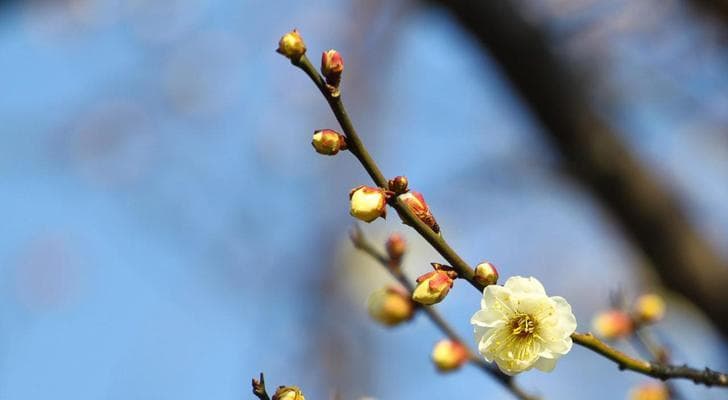 梅花的花语象征是什么？梅花寓意有哪些常见问题解答？