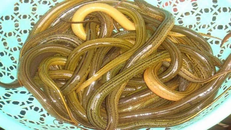 黄鳝的功效与作用：营养价值与食用注意事项
