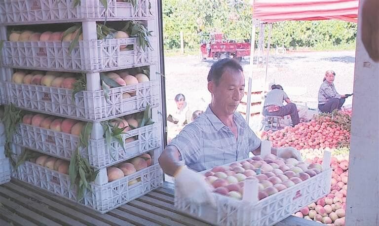 潍坊青州：优化农业结构 发力特色产业 提升农业现代化发展水平