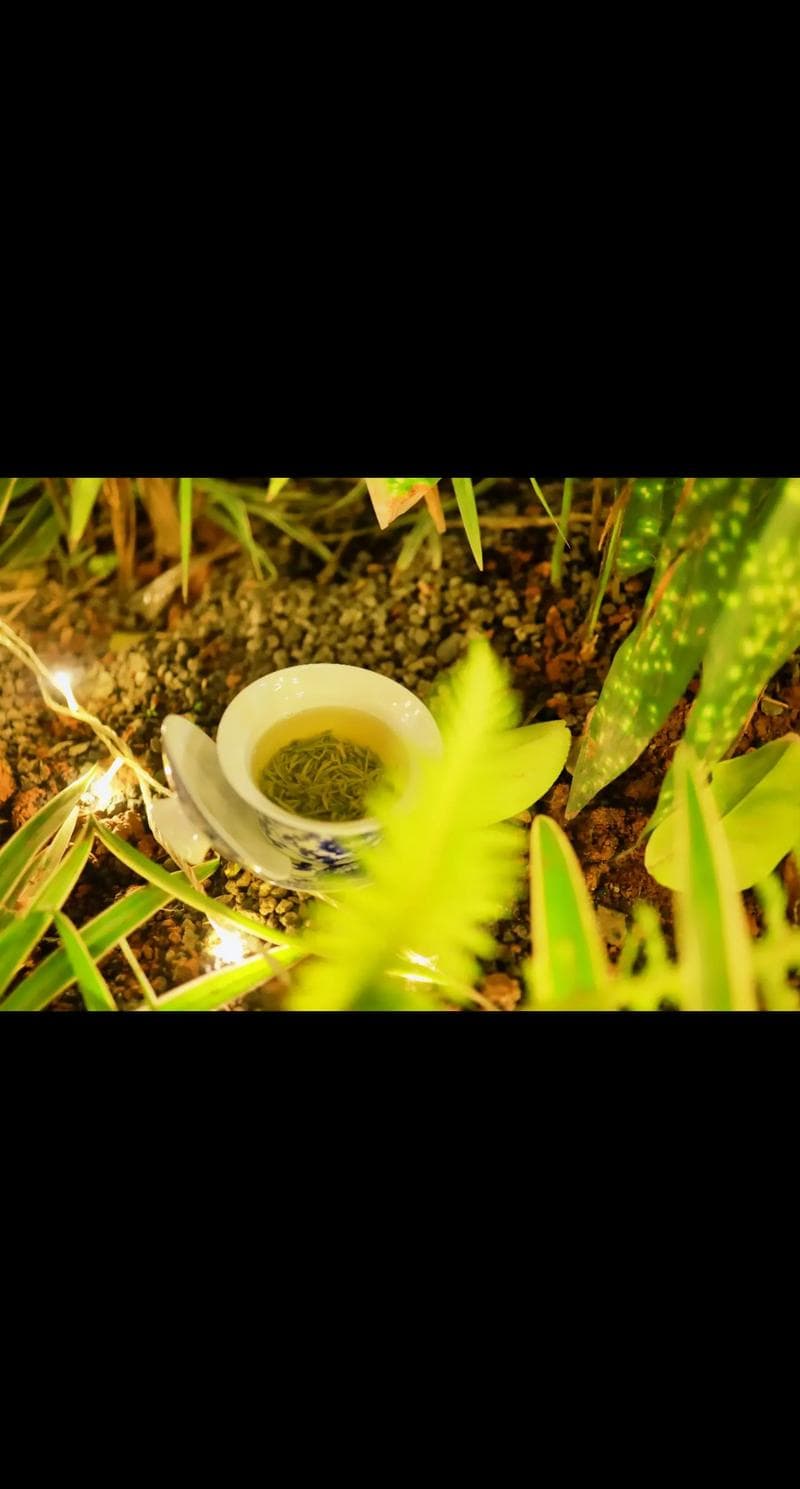 绿茶的益处，健康与养生的秘密武器