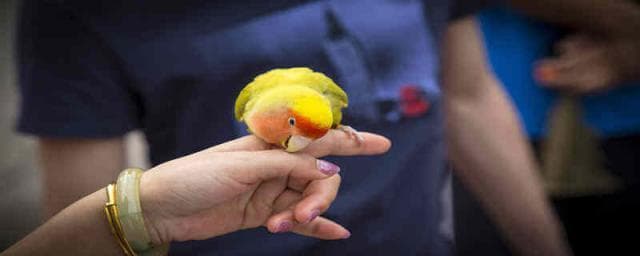 鹦鹉的繁殖