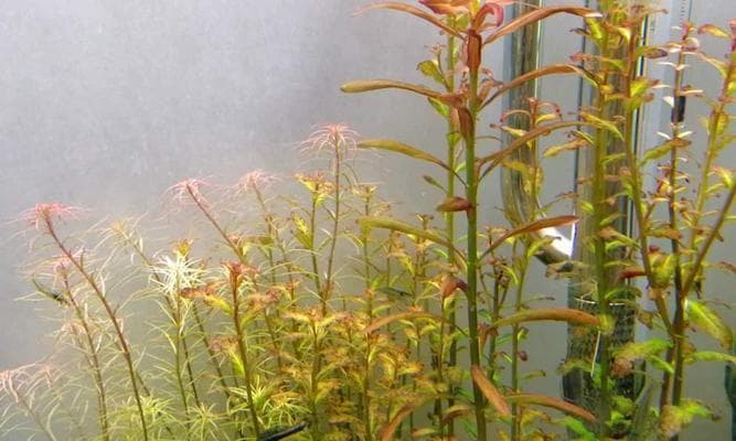 丁香水草的养殖方法及养护要点（打造绿色清新的水草世界）