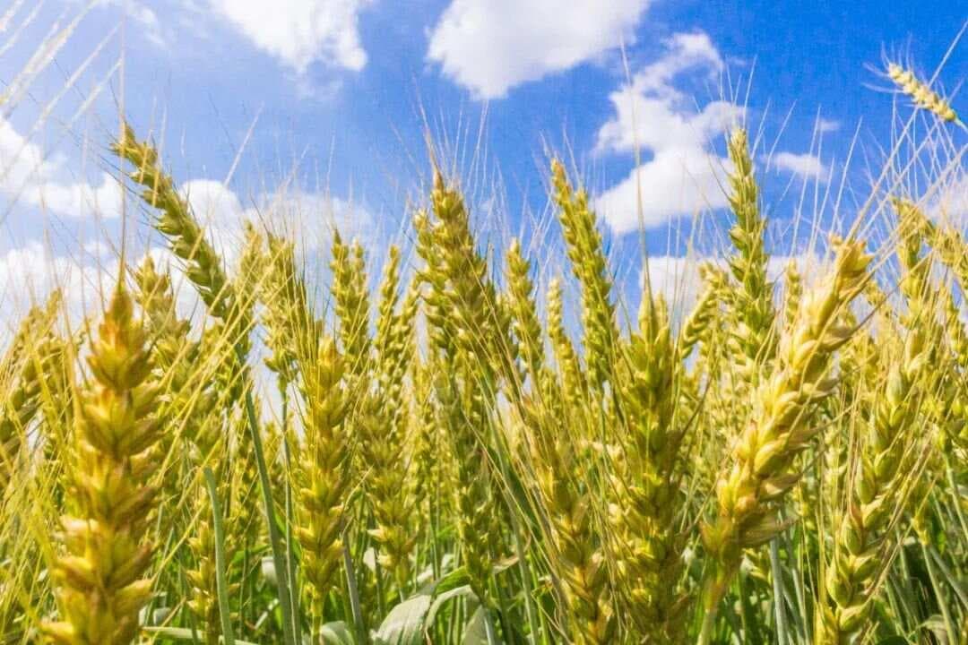 我国十大高产小麦品种