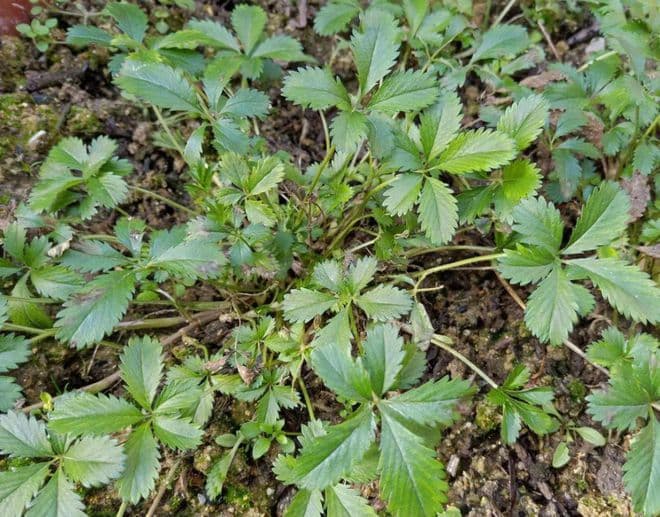 这植物形似蛇莓，俗称“蛇含”，煮水可止咳，遇到别错过！