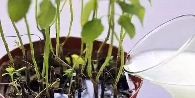 如何制作淘米水肥料（从家庭厨房到菜园，淘米水变身为优质肥料）